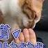 快來救命啊 這裡又有主子被奴才的臭腳給熏死了