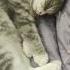 милый спящий котенок котики кошки милота Kitty кот Funnycats