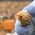 The Birth Of A Queen Bee