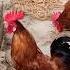 Cute Rooster Crowing Sounds Birds Beyond World