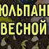 Весна время сажать тюльпаны