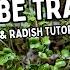 How To Grow Microgreens In 10 Ice Cube Trays With Natural Light Radish Mustard Broccoli