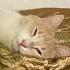 Я бы хотела быть котом юмор Recommended глобальныерекомендации Cat кот прикол видосыоткота