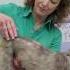 How To Perform A Muscle Condition Exam By Dr Lisa Freeman