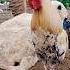 Chicken Crowing Sound Rooster Animals Village