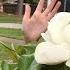 Самая Классная Девочка Живет в Краю Магнолий Magnolia Tехас США