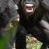 Chimpanzee Females Get Their Revenge Scream