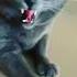 Horror Cat Sound Cat Voice Horror Black Cat Short Catsounds Cat Animals