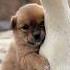 The Best Animal Friendship Visit Ever Love