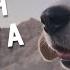 Cute Beagle Goes To SD And Meets An Angry Prairie Dog