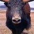 Incredible Mountain Yak