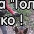 Команда голос как научить правильно немецкая овчарка
