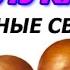Польза лука и лечебные свойства