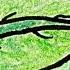 Why Are Leaves Green Part 1