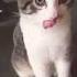 Ты что такая пьяная животные Cat котик котбеляш подпишись