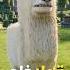 فلم ماين كرافت