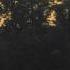 Fireflies And Bullfrog