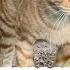 Video Bokeh 4K KUCING VS ANJING