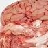 Eid Special Tasty Bheja Masala Recipe Tips For Cleaning Goat Brain Bheja Fry