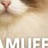The Ragamuffin Cat Plush Fur History Affectionate Nature