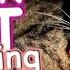 ASMR Cat Grooming 14