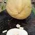 Smooth Peeling Yellow Coconut Shortshow