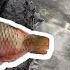 How To Clean A Reef Fish Cleaning A Fish Tutorial