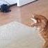 Simba En Nala VS IRobot Stofzuiger