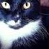 Комочек счастья рекомендации Cat животные