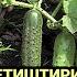 БОДРИНГ ЕТИШТИРИШ