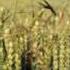 Lucky Dube Reap What You Sow