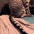 Kitties React To Cyriak S Meow Mix