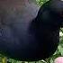 Ducklings Coot Chicks And Moorhen Come To Be Fed When They Hear My Sounds