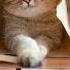 Cat мальчики авы чееек