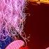 Guthrie Govan Live In BERLIN THE ARISTOCRATS
