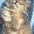 спящий котенок прикол Catlover