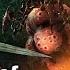 Расхититель гробниц Dark Souls 2 CotSK DLC 5