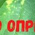 На листьях огурца появились желтые пятна Срочно опрыскайте