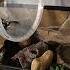 Music Metal Rock Song Scorpion Scorpio Epic Ancient