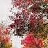 Watch Out The Autumn Leaves In Dayelsford Victoria Australia Shorts Travel Melbourne Trending