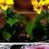 Beautiful Flower