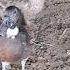 Duck Voice Youtubeshorts