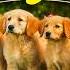 AIR BUDDIES Official Movie
