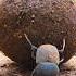Dung Beetle Rolls POOP For Survival