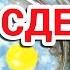 КАК СДЕЛАТЬ ЦВЕТНУЮ ЯИЧНИЦУ Почти Молекулярная Кухня