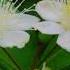 Johann Strauss II Myrthenblüthen Myrtle Flowers Op 395 Waltz