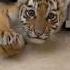 The Man Adopted A Tiger Cub That Lost Its Mother When It Was Young