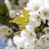 Vivaldi Spring I Allegro The Four Seasons Antonio Vivaldi Genius