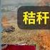 女村支书制止男子烧秸秆被其用锄头嘎害 秸秆焚烧利大于弊 红袖章大妈能管住村民烧自己的秸秆 矛盾点