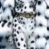 Snow Leopard The Ghost Of The Mountains Fasion Show